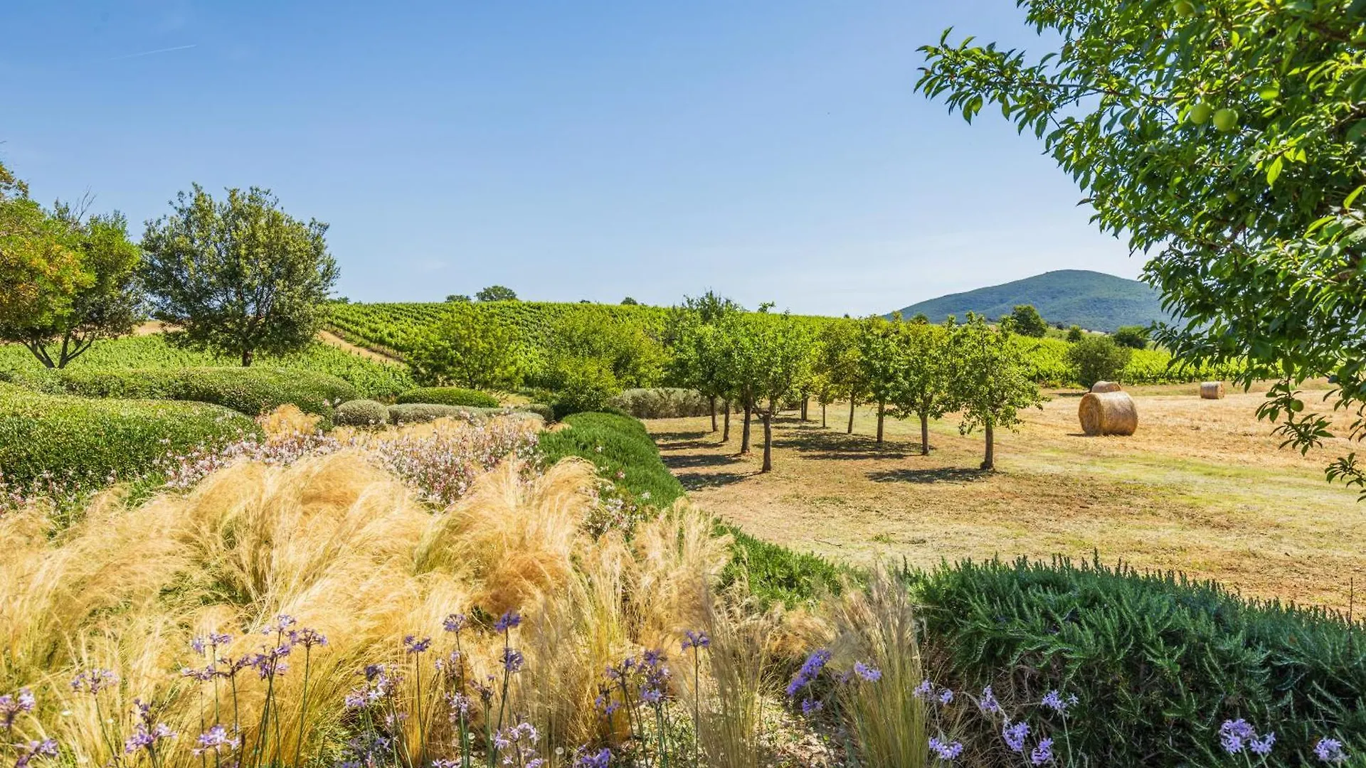 Il Casale Degli Olivi Villa Capalbio Italy