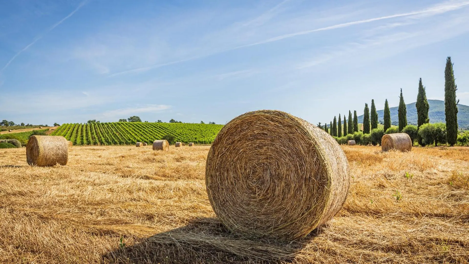 Il Casale Degli Olivi Villa Capalbio Farm stay