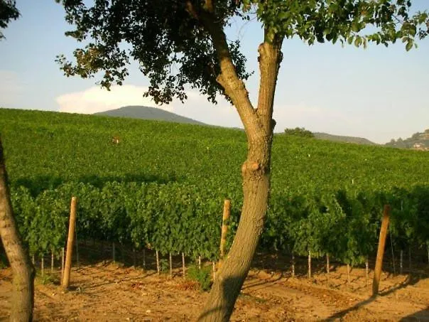 Il Casale Degli Olivi Villa Capalbio Farm stay